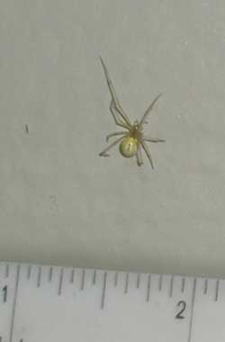 Crab spider (?) - measure is in inches